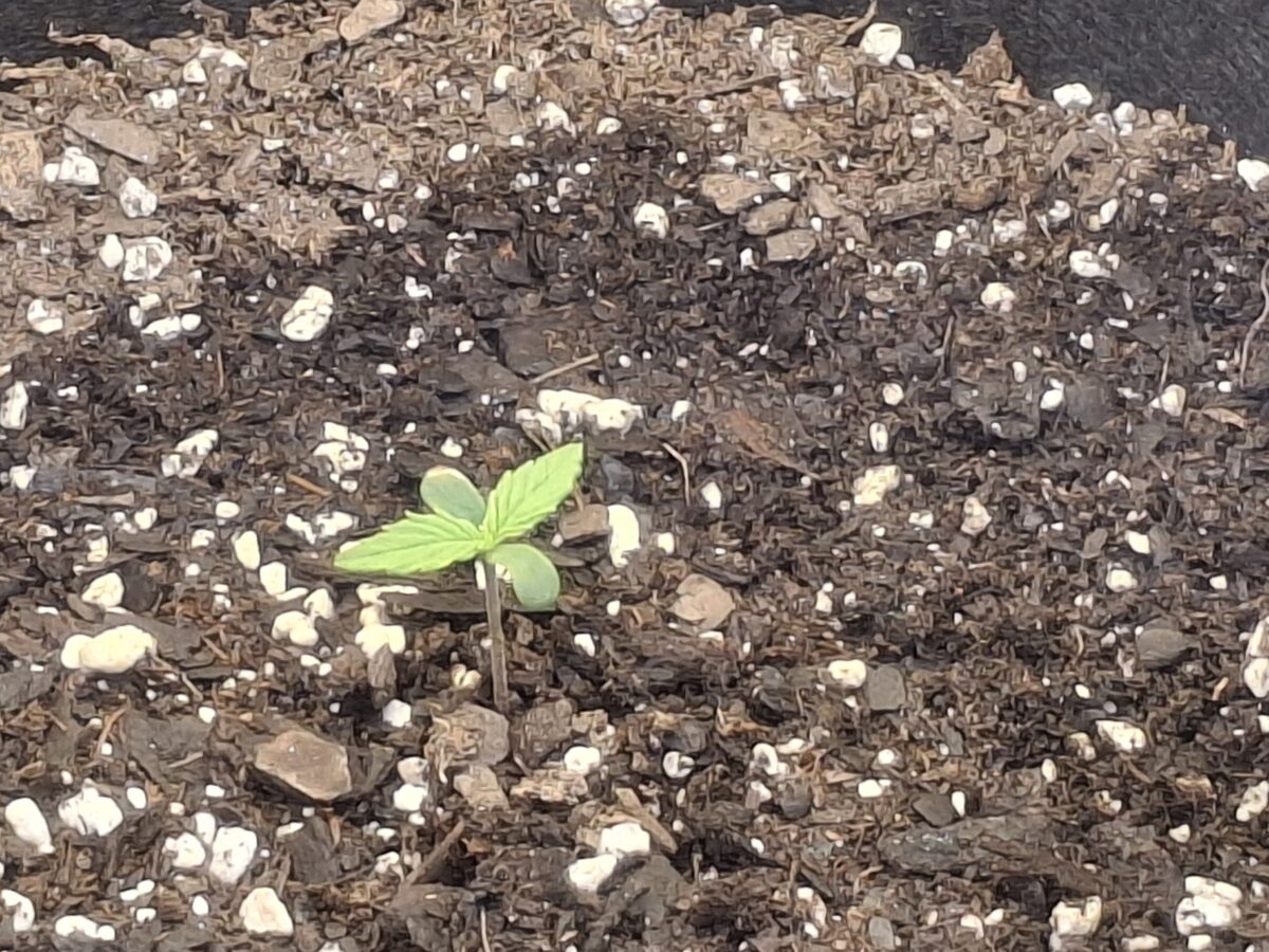 bbs-grow-diaries/week-550344-diary-548592-user-47707-6977b2cd20f5c