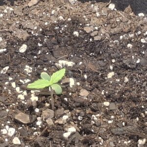 Vegetation Week - 1 - Lemon Skunk Autoflower - 3