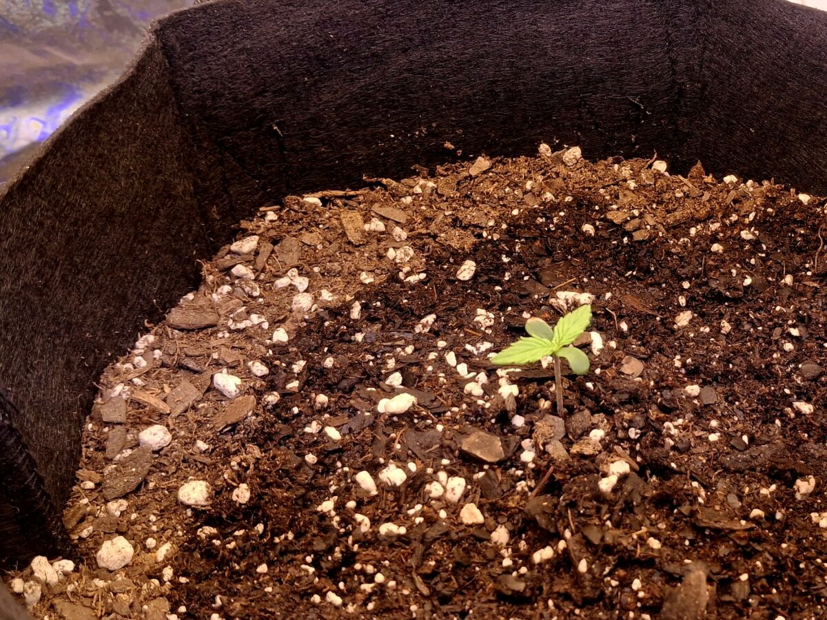 bbs-grow-diaries/week-550344-diary-548592-user-47707-6977b2ceb277b