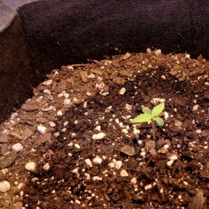 Vegetation Week - 1 - Lemon Skunk Autoflower - 4