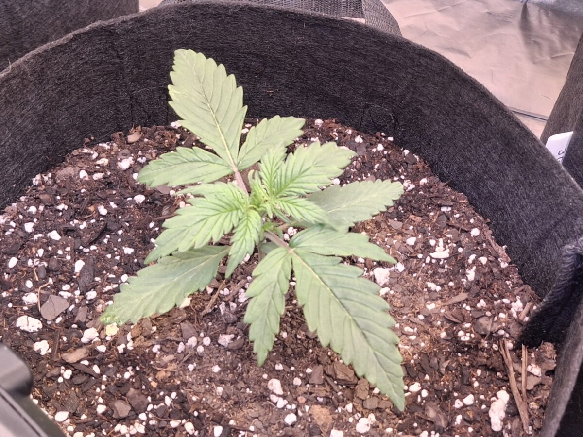 bbs-grow-diaries/week-550344-diary-548592-user-47707-6977b2d0808c9