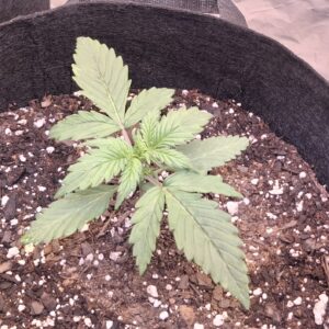 Vegetation Week - 1 - Lemon Skunk Autoflower - 5