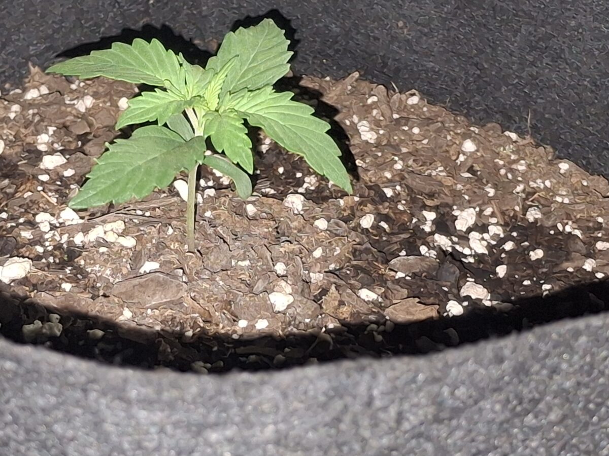 bbs-grow-diaries/week-550344-diary-548592-user-47707-6977b2d1e768d