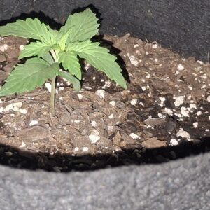 Vegetation Week - 1 - Lemon Skunk Autoflower - 6