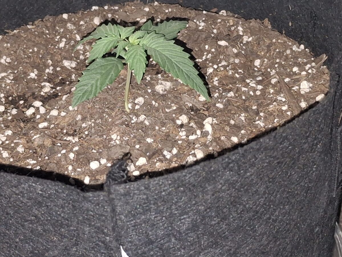 bbs-grow-diaries/week-550344-diary-548592-user-47707-6977b2d3afae3