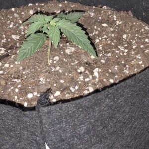 Vegetation Week - 1 - Lemon Skunk Autoflower - 7