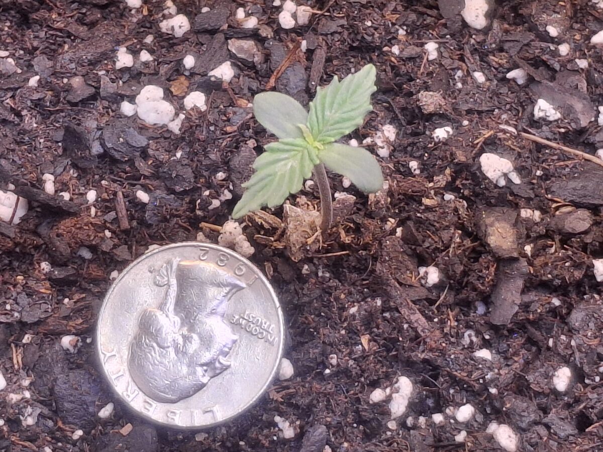 bbs-grow-diaries/week-550344-diary-548592-user-47707-6977b2d5a79c6