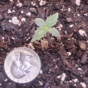 Vegetation Week - 1 - Lemon Skunk Autoflower - 8