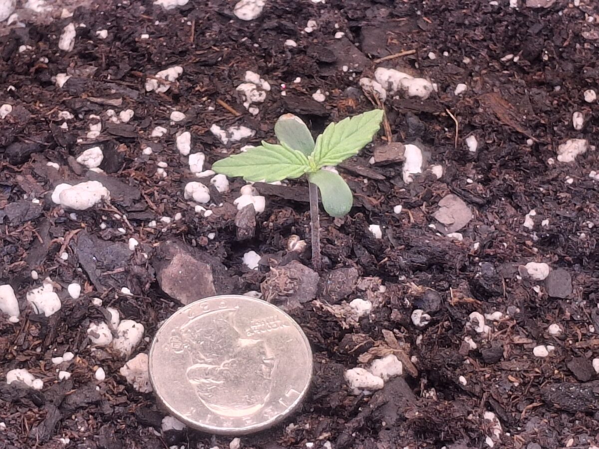 bbs-grow-diaries/week-550344-diary-548592-user-47707-6977b2d7d1280