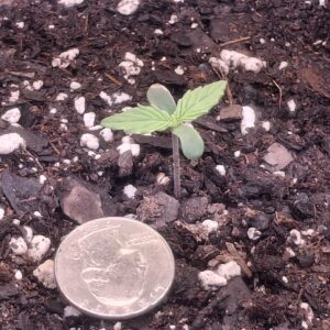 Vegetation Week - 1 - Lemon Skunk Autoflower - 9