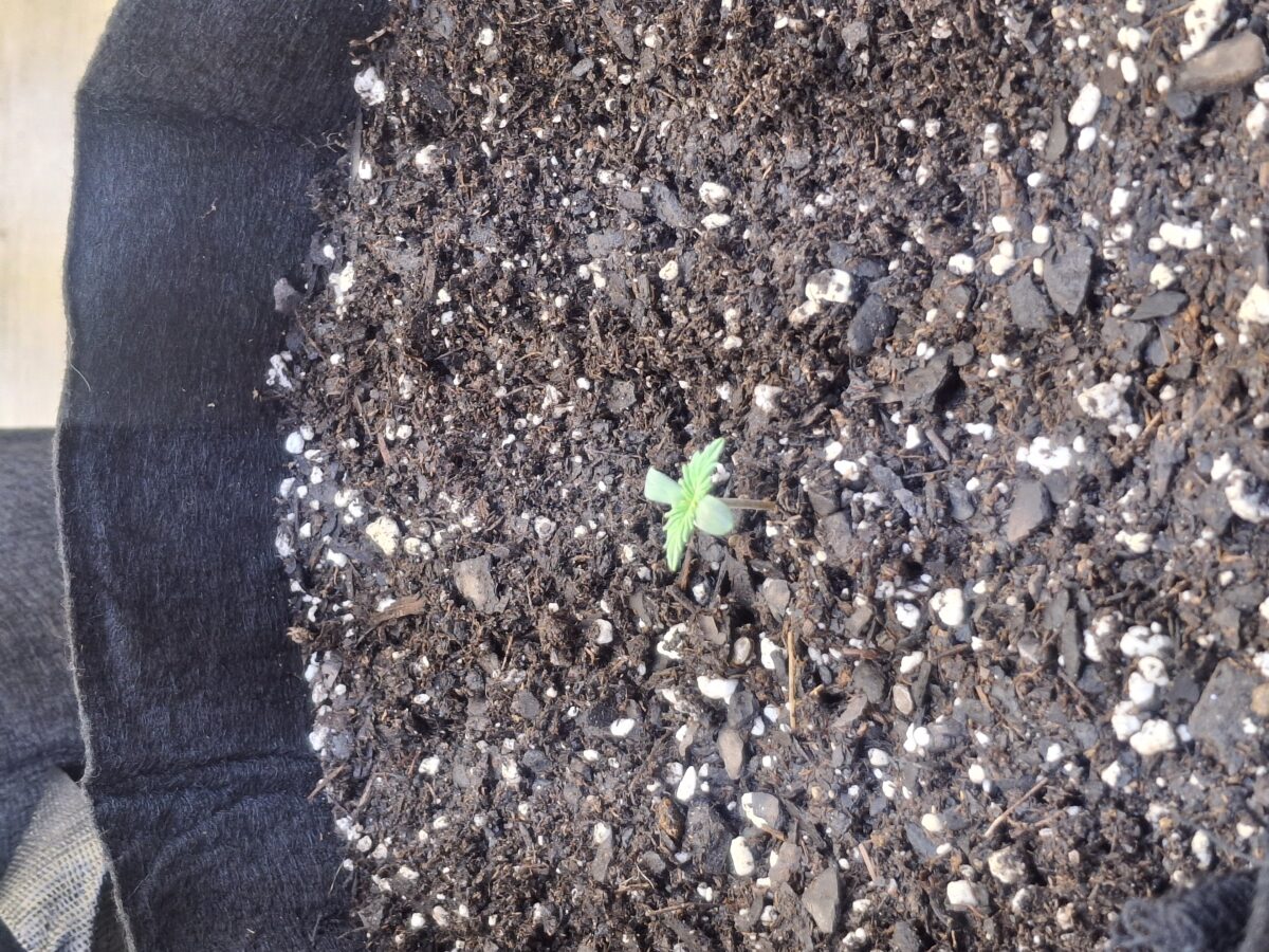 bbs-grow-diaries/week-550344-diary-548592-user-47707-6977b2d9e5a2f