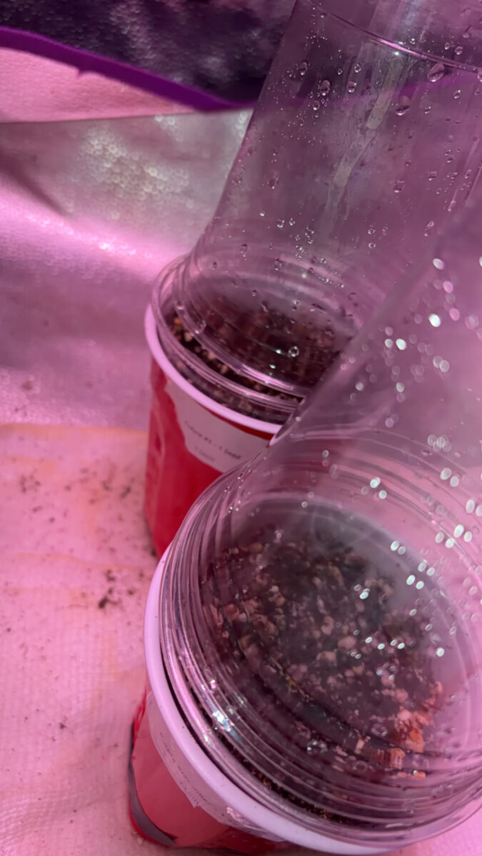 bbs-grow-diaries/week-550877-diary-540541-user-46541-697bddbb0362b