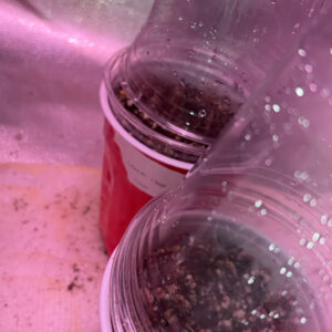 Vegetation Week - 1 - Future #1 - 1