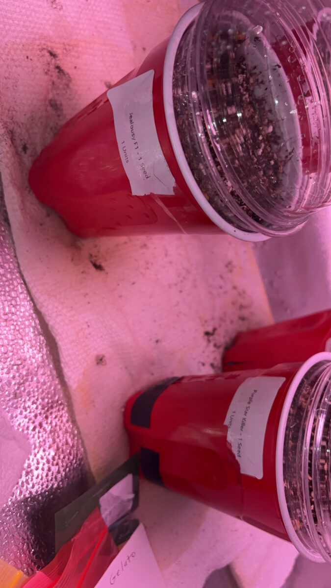 bbs-grow-diaries/week-550877-diary-540541-user-46541-697bddbc62df2