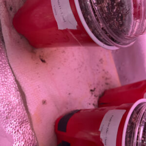 Future #1 - Vegetation Week - 1