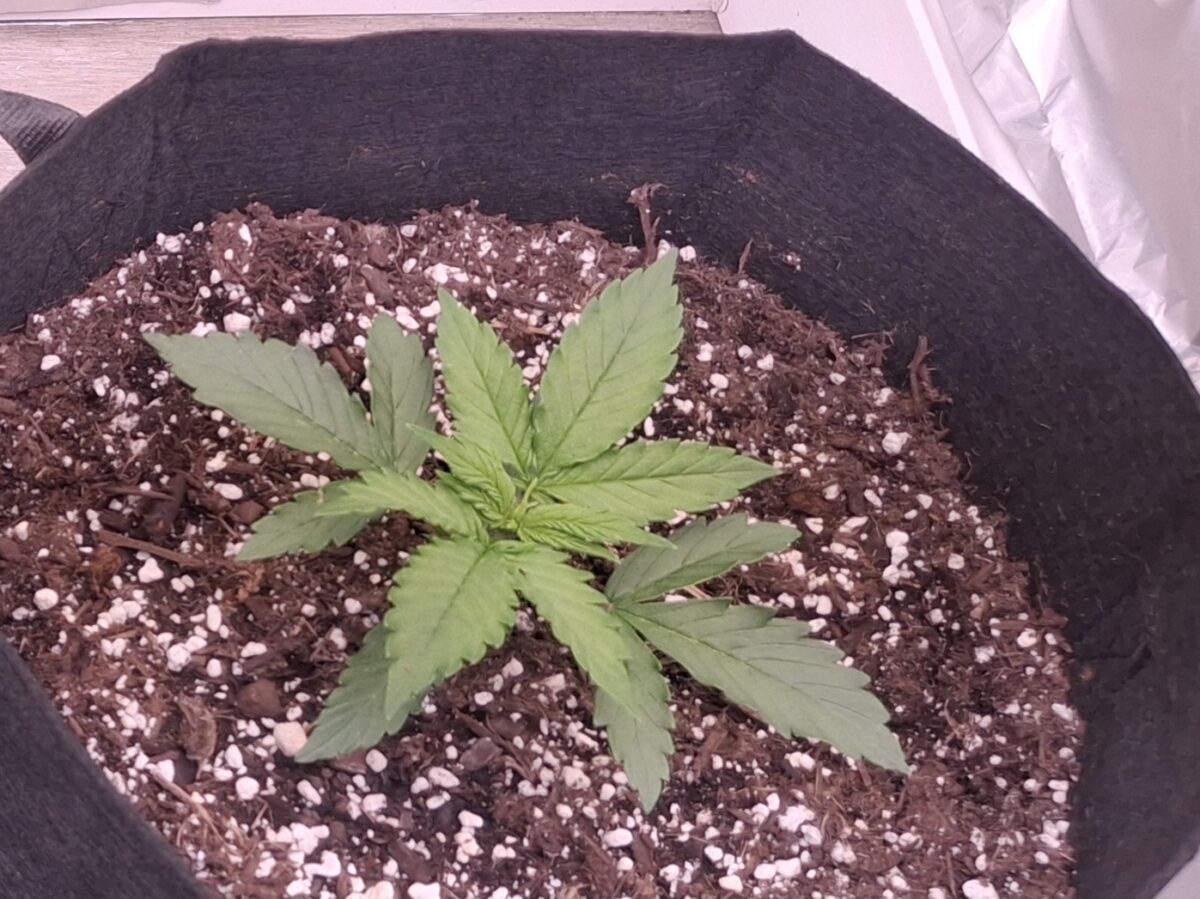 bbs-grow-diaries/week-551066-diary-548592-user-47707-697d873478d0c