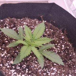 Vegetation Week - 2 - Lemon Skunk Autoflower - 1