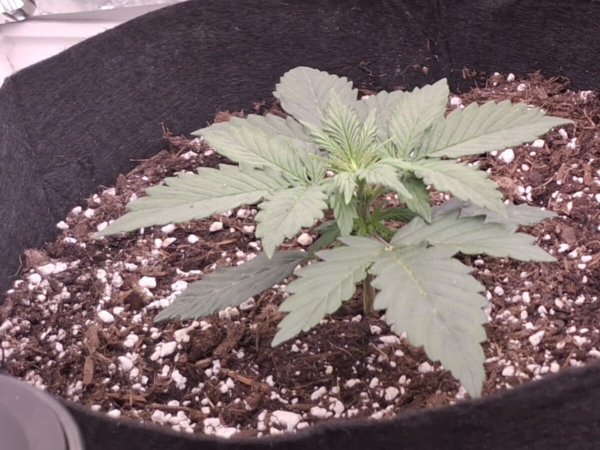 bbs-grow-diaries/week-551066-diary-548592-user-47707-697d873608582