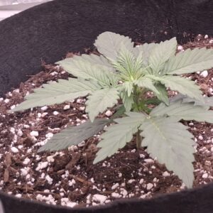 Vegetation Week - 2 - Lemon Skunk Autoflower - 2