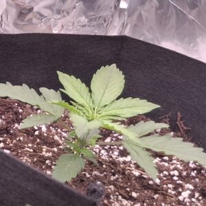 Vegetation Week - 2 - Lemon Skunk Autoflower - 3