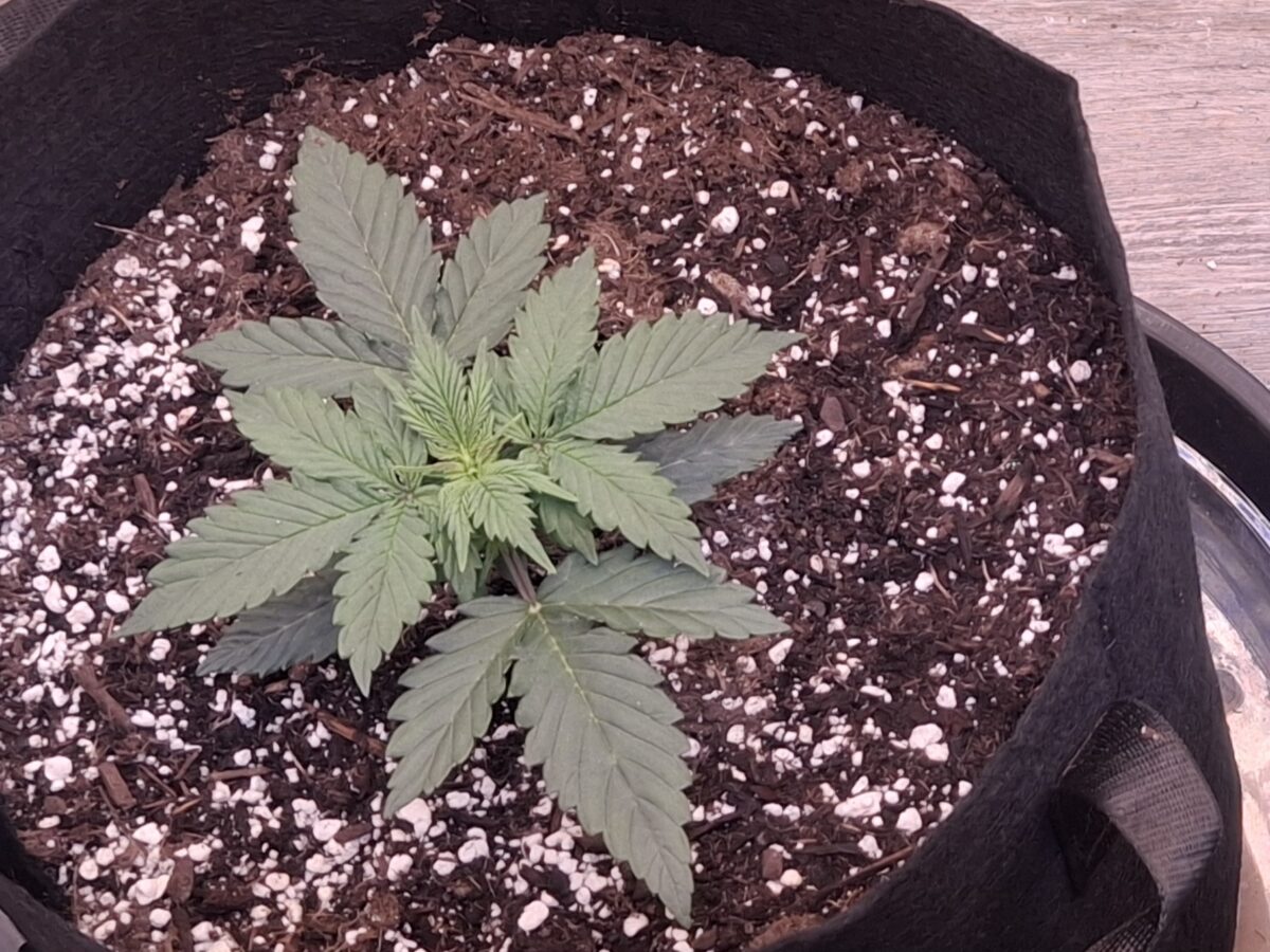 bbs-grow-diaries/week-551066-diary-548592-user-47707-697d8738dcd54