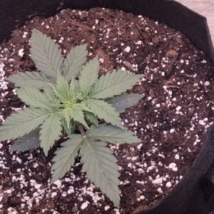 Vegetation Week - 2 - Lemon Skunk Autoflower - 4