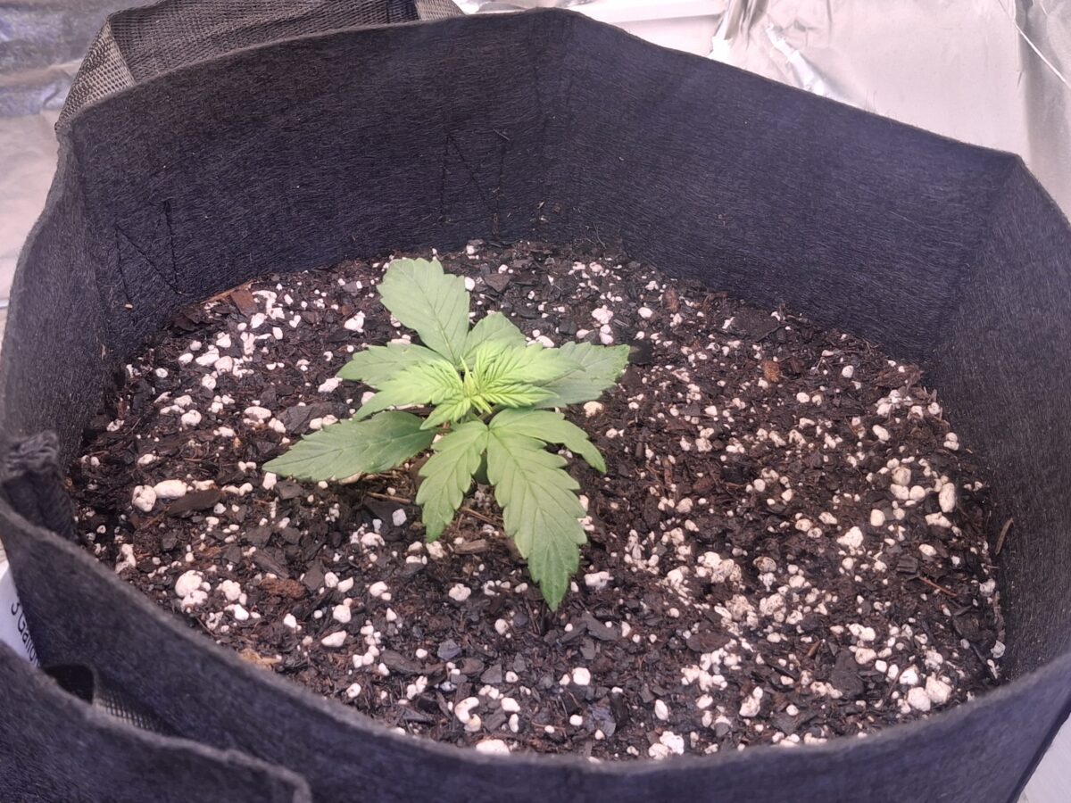 bbs-grow-diaries/week-551066-diary-548592-user-47707-697d873a68b29