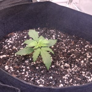 Vegetation Week - 2 - Lemon Skunk Autoflower - 5