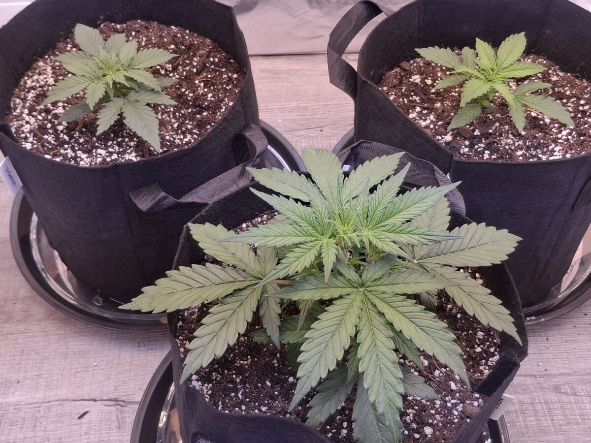 bbs-grow-diaries/week-551066-diary-548592-user-47707-697d873c3ed8e