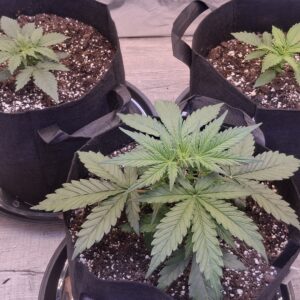 Vegetation Week - 2 - Lemon Skunk Autoflower - 6