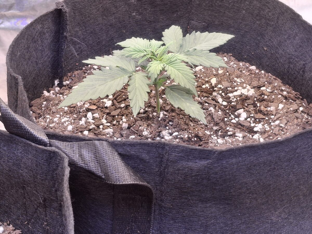 bbs-grow-diaries/week-551066-diary-548592-user-47707-697d873e5ce7b