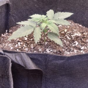 Vegetation Week - 2 - Lemon Skunk Autoflower - 7