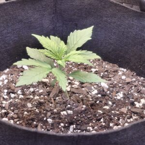 Vegetation Week - 2 - Lemon Skunk Autoflower - 8