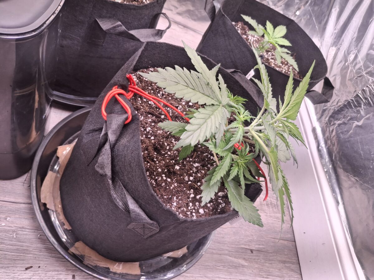 bbs-grow-diaries/week-551066-diary-548592-user-47707-697d8742a40fb