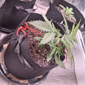 Vegetation Week - 2 - Lemon Skunk Autoflower - 9