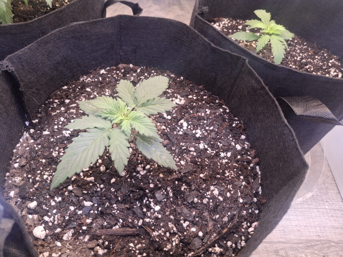 bbs-grow-diaries/week-551066-diary-548592-user-47707-697d87456ce04