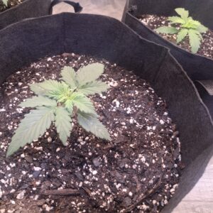 Vegetation Week - 2 - Lemon Skunk Autoflower - 10