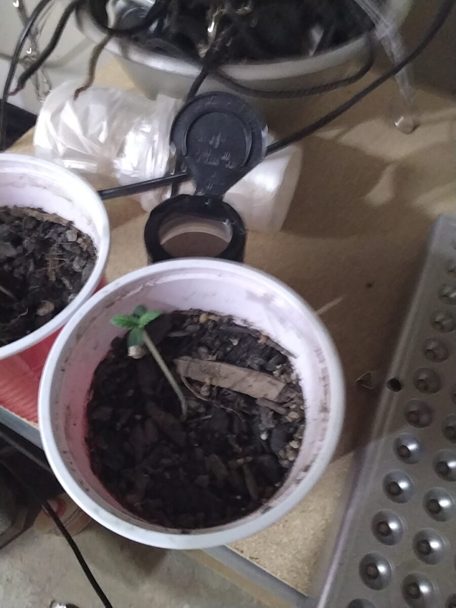 bbs-grow-diaries/week-551229-diary-551228-user-7727-697fe961e966a