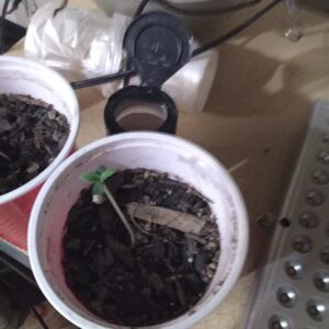 Bubble Gum Sherb - Germination Week - 0