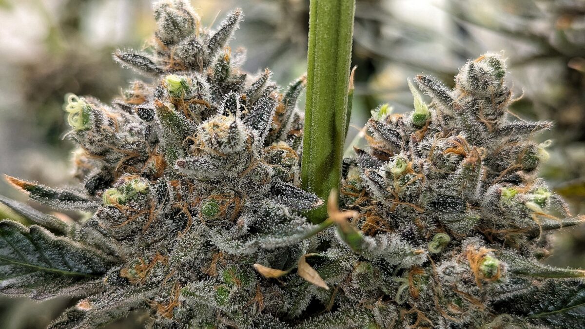 bbs-grow-diaries/week-551746-diary-528534-user-38149-6981f712896d2