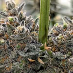 Flowering Week - 14 - Granddaddy Purple - 3