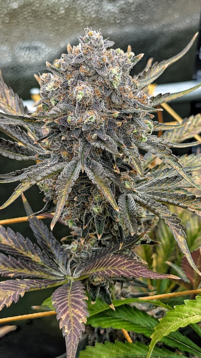 bbs-grow-diaries/week-551746-diary-528534-user-38149-6981f714dc77b