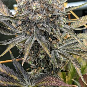 Flowering Week - 14 - Granddaddy Purple - 4