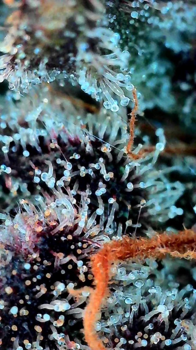 bbs-grow-diaries/week-551746-diary-528534-user-38149-6981f716f13d2