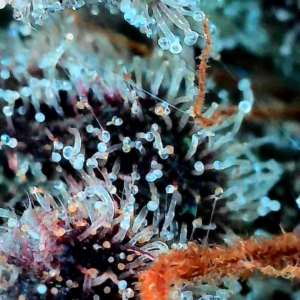 Flowering Week - 14 - Granddaddy Purple - 5