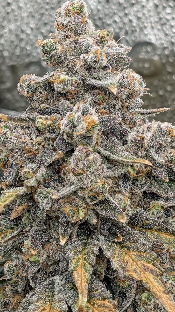 bbs-grow-diaries/week-551746-diary-528534-user-38149-6981f71a23eba