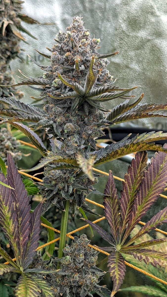 bbs-grow-diaries/week-551746-diary-528534-user-38149-6981f71c3f6c8