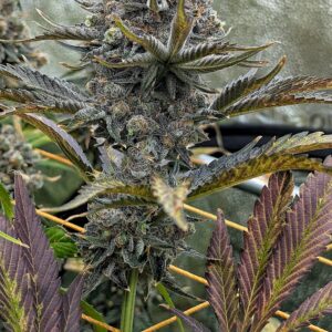 Flowering Week - 14 - Granddaddy Purple - 7