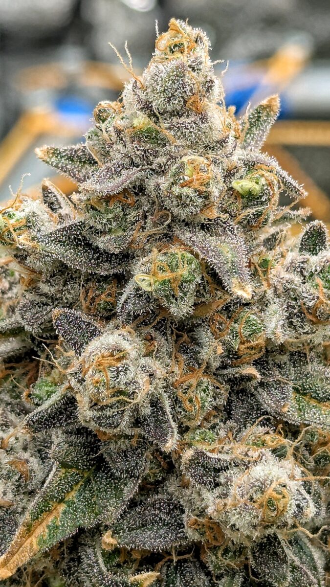 bbs-grow-diaries/week-551746-diary-528534-user-38149-6981f71e57933