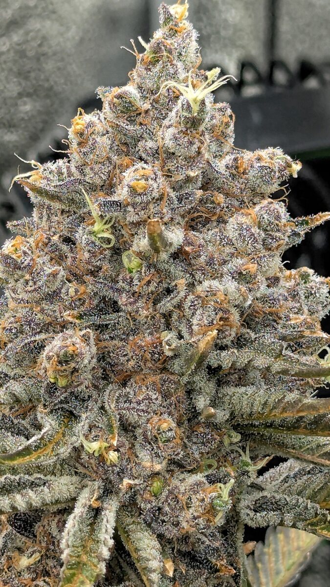 bbs-grow-diaries/week-551746-diary-528534-user-38149-6981f7205f91e